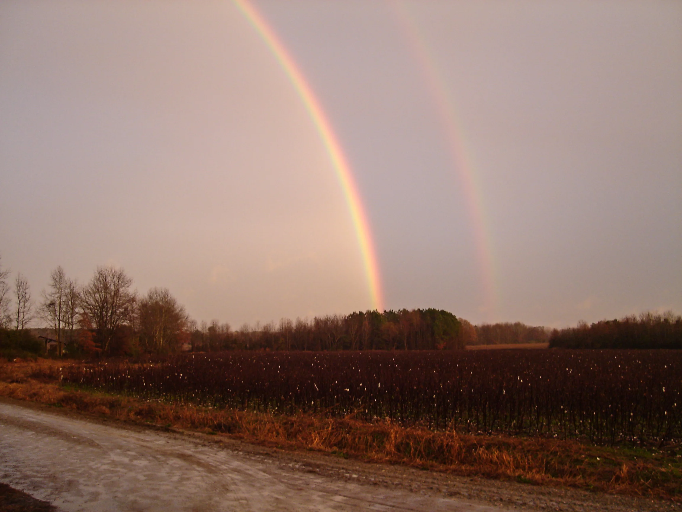 rainbow 2.jpg