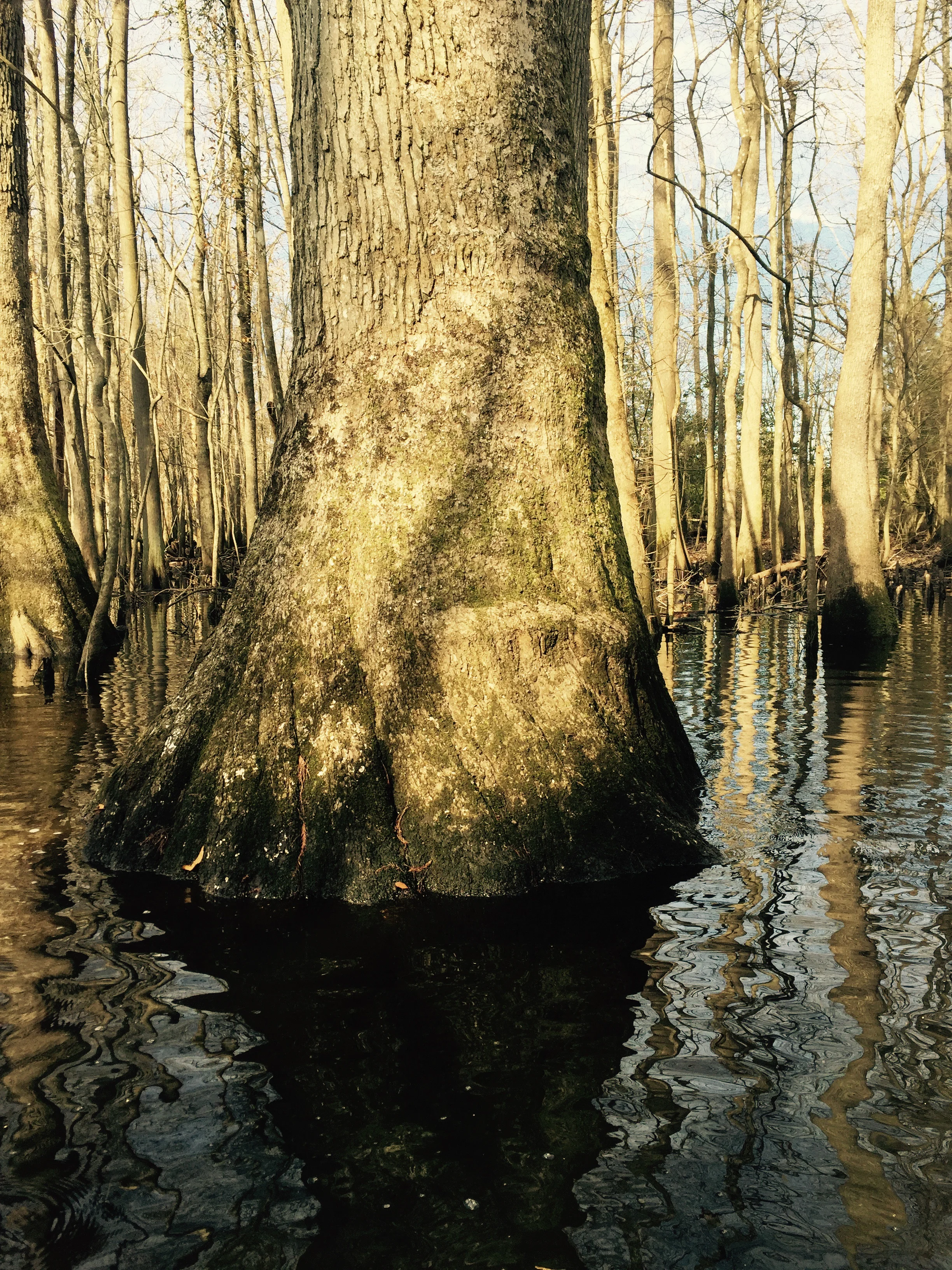 swamp tree.jpg