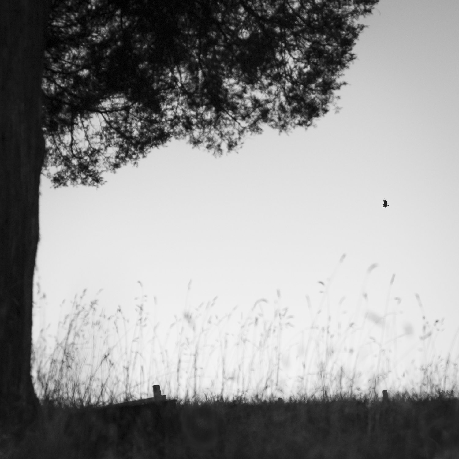 Osprey, George Washington Birthplace