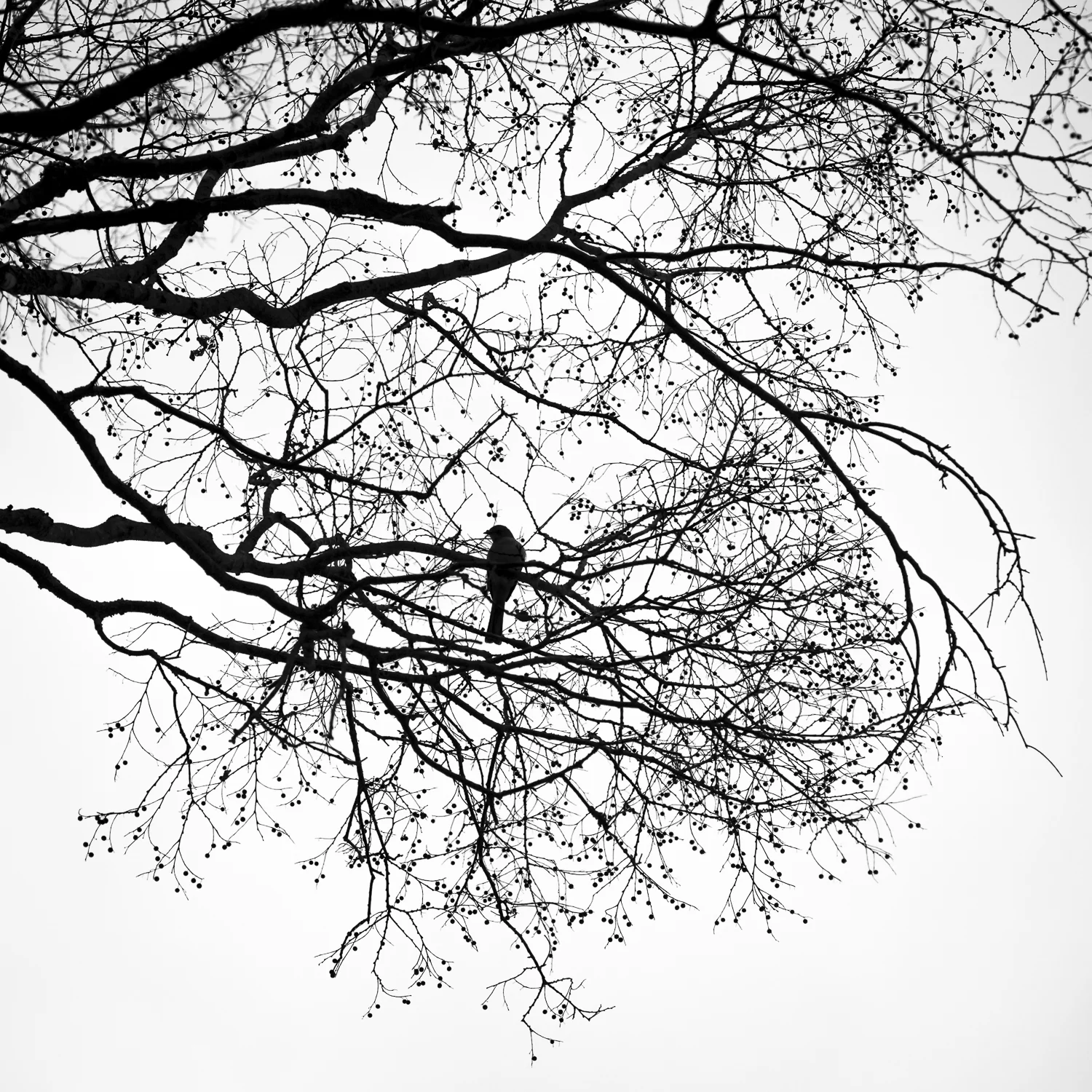 Bird in Tree, Thomas Jefferson Boyhood Home