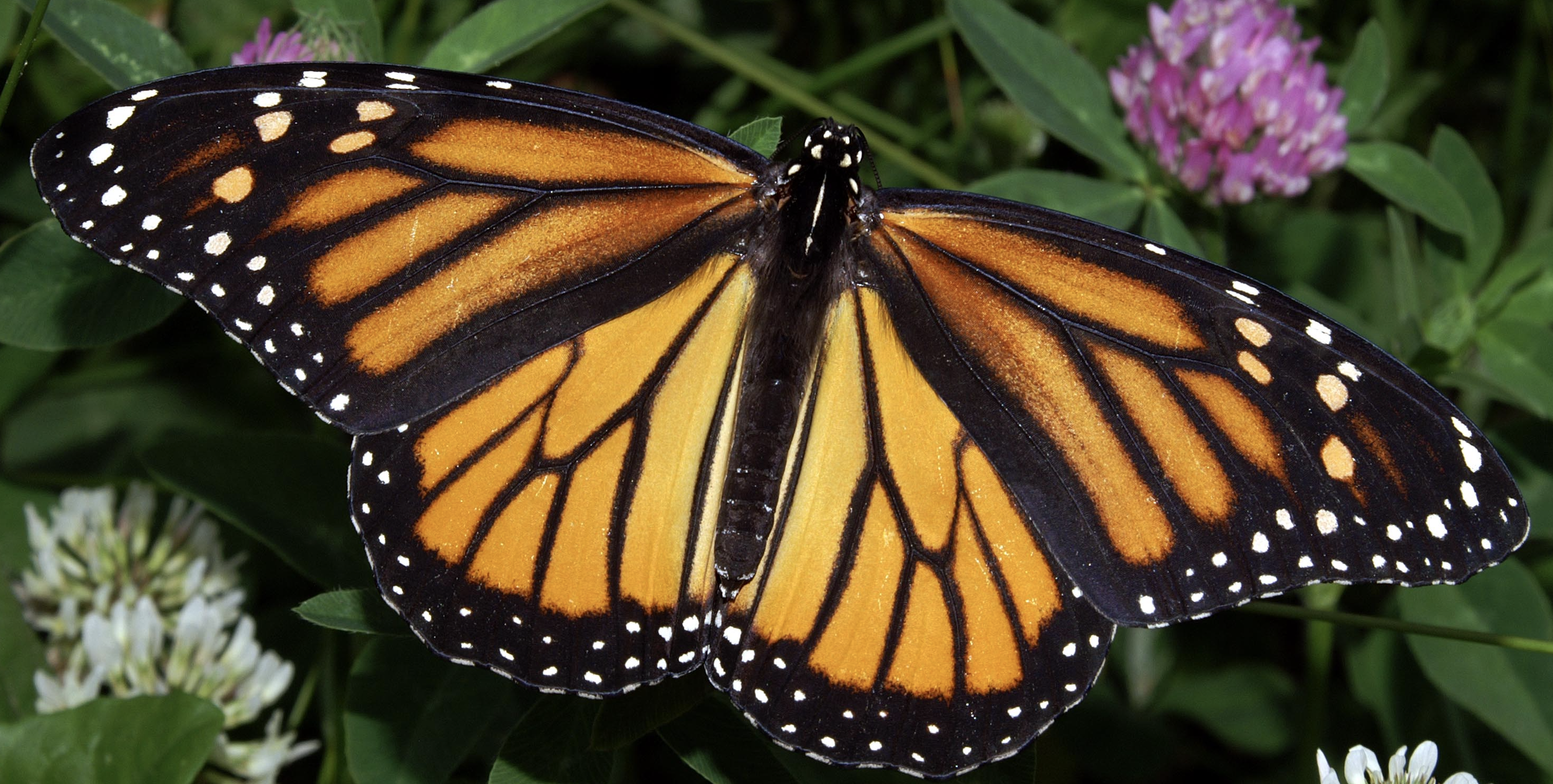 Cana Academy — “Easter Wings”: Poetry for the Ear and the Eye