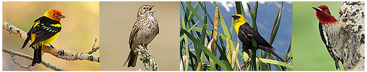 Birds_2.jpg