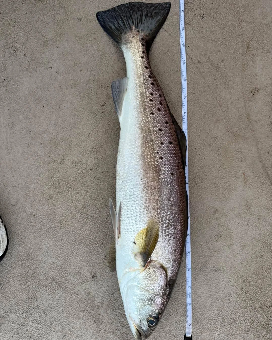 Make sure you stop by #tidelinemarine and talk to Capt. Todd, he may let ya know where the fish are!