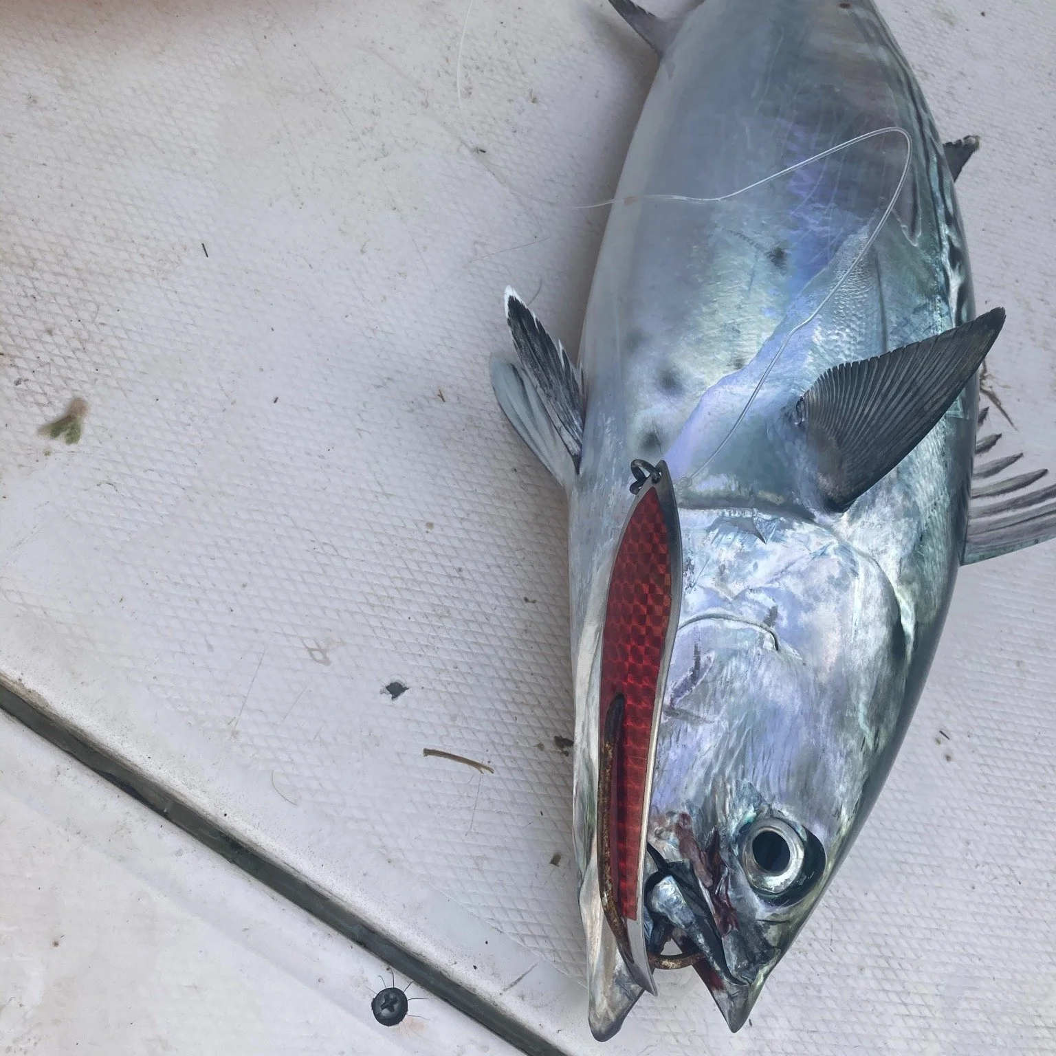 We are closing up shop soon! We would love to see you!
Throwback photos for our STORE CLOSING SALE!
40% Off everything in the store! at #tidelinemarine in #jacksonvillenc.
Stop by and check us out! Open from Tuesday-Sat
#bait #tackle #fishing #boatin