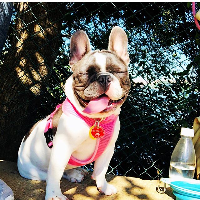 Gorgeous day for a walk in the park with this bitch... YOU CAN NOW FOLLOW Penelope&rsquo;s adventures on her very own account! FOLLOW HER NOW &mdash;&gt;@littlepennyfoofoo
.
.
.
.
.
.
&bull; &bull; &bull; &bull; &bull; &bull; &bull; &bull; &bull; &bu