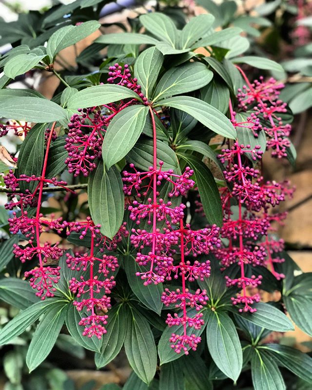 Medinilla Maginfica - Rose Grape Flowers 😍
&bull; &bull; &bull; &bull; &bull; &bull; &bull; &bull; &bull; &bull; &bull; &bull; &bull; &bull; &bull; &bull; &bull; &bull; &bull; &bull;
#tbt #flowers #exoticflowers #exotic #photography #naturephotograp