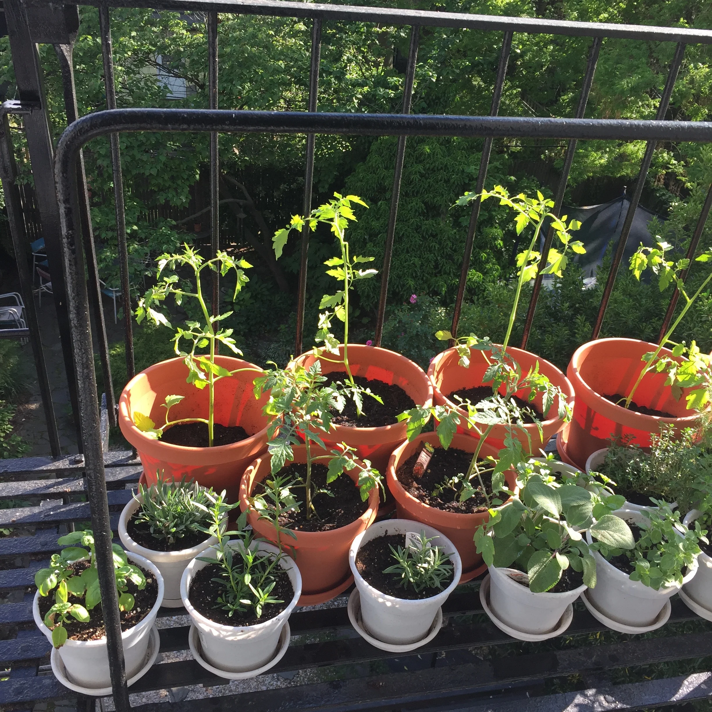 Fire-escape gardening