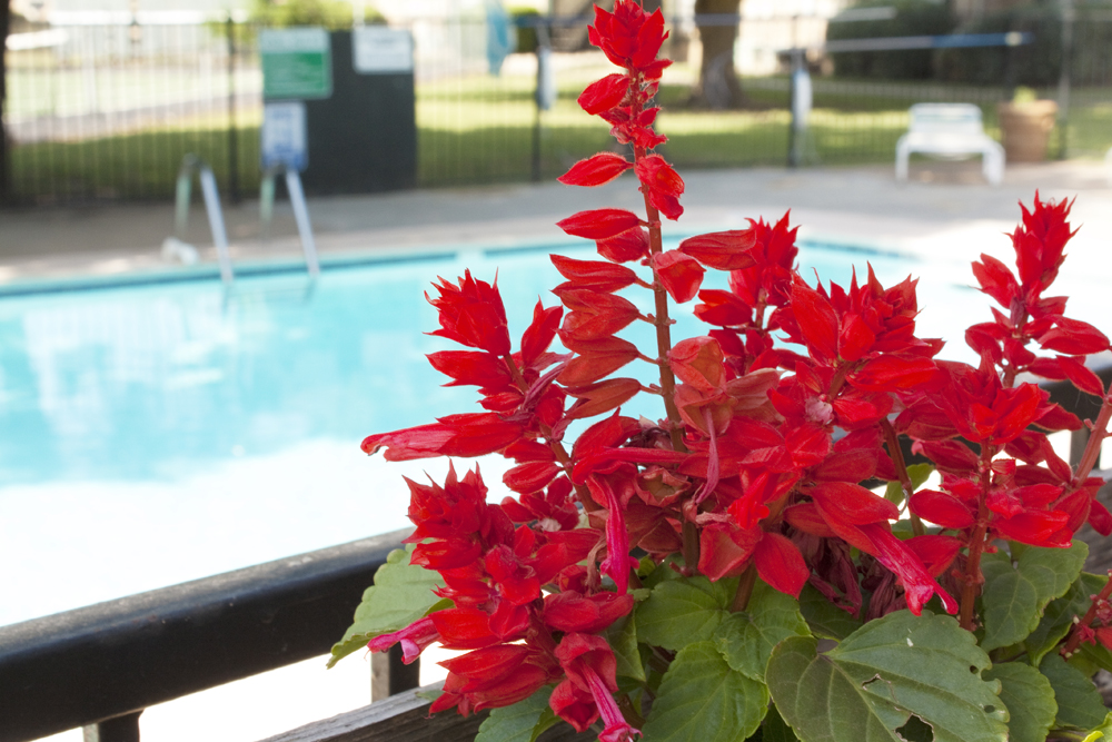 Remington Pool 1b.jpg