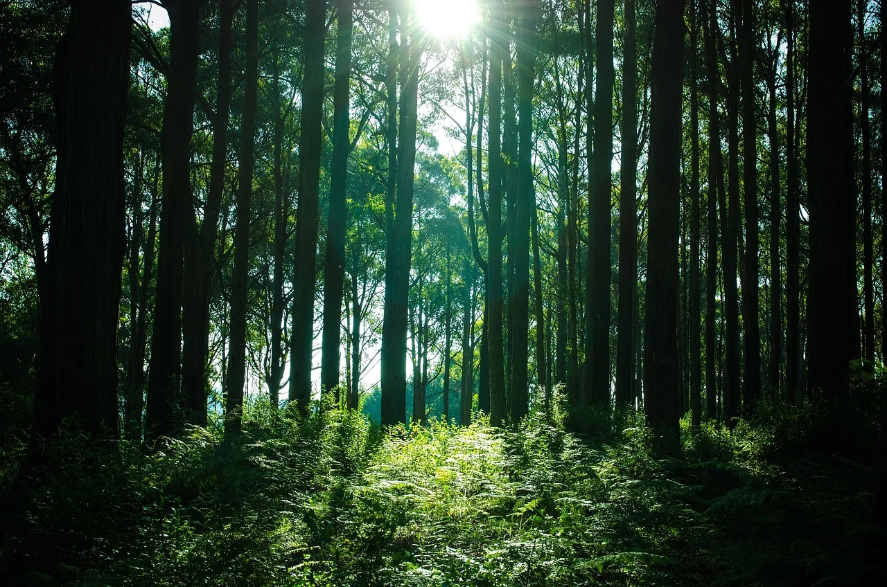 forest-690519_1280.jpg