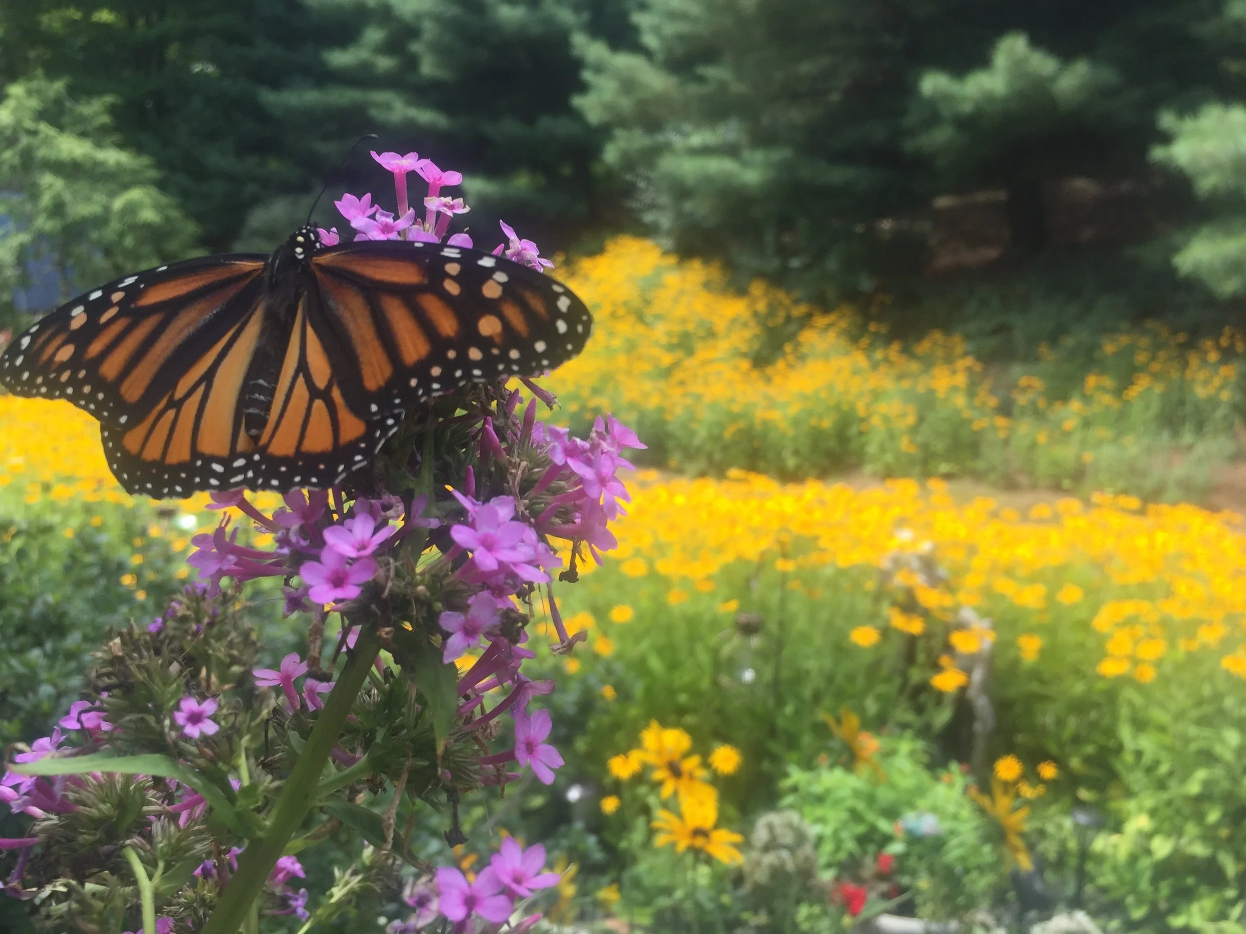 monarch.jpg