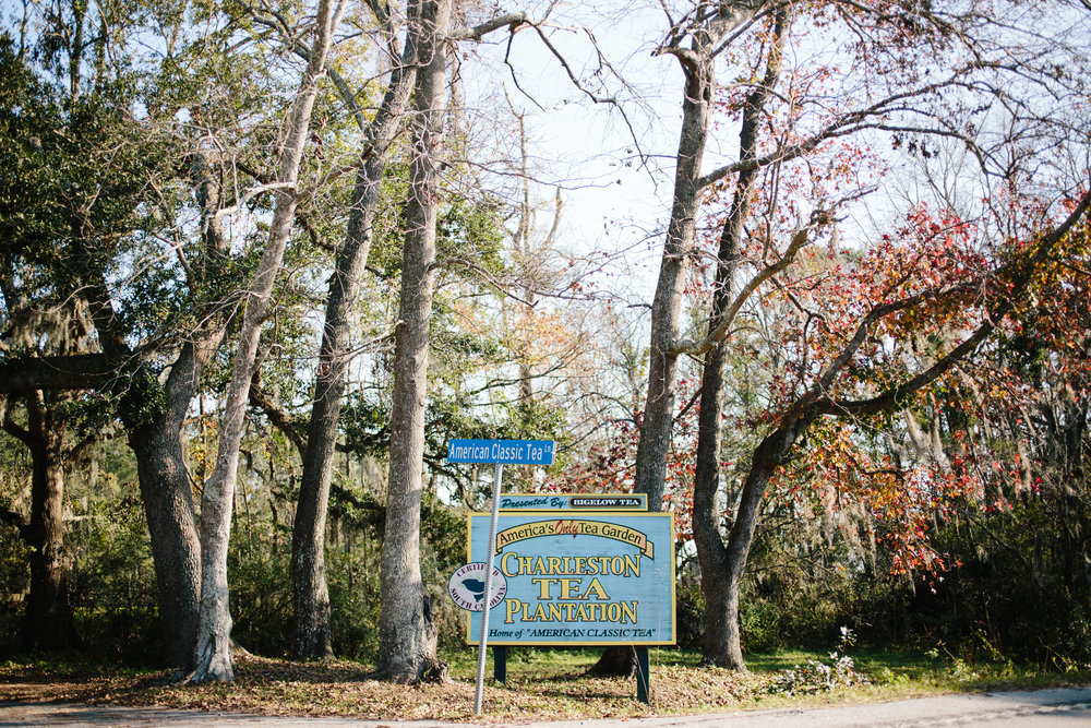 charleston tea plantation wedding-25.jpg