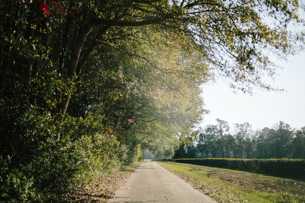 charleston tea plantation wedding-26.jpg