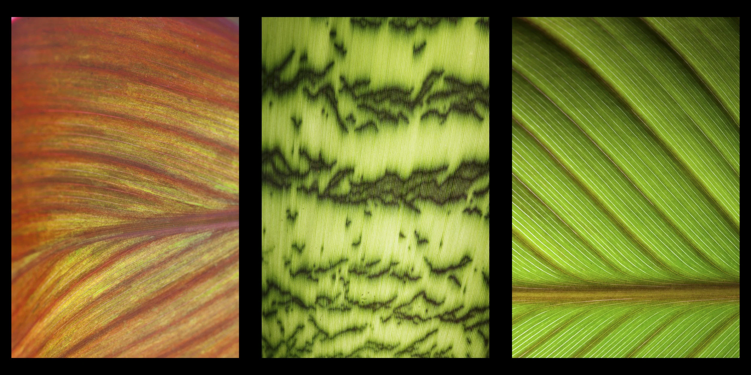 Plate Two.jpg