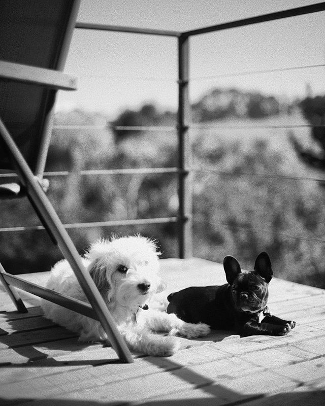 Cuando estamos de vacaciones aprovechamos el solcito ma&ntilde;anero. 
@manchadiaz @harleythefrenchiediaz 
#vidadeperro #pichi #diazhouse #pichilemu #photoshoot #b&amp;w #blackandwithe #pirris #dogs #pet #photography #chile