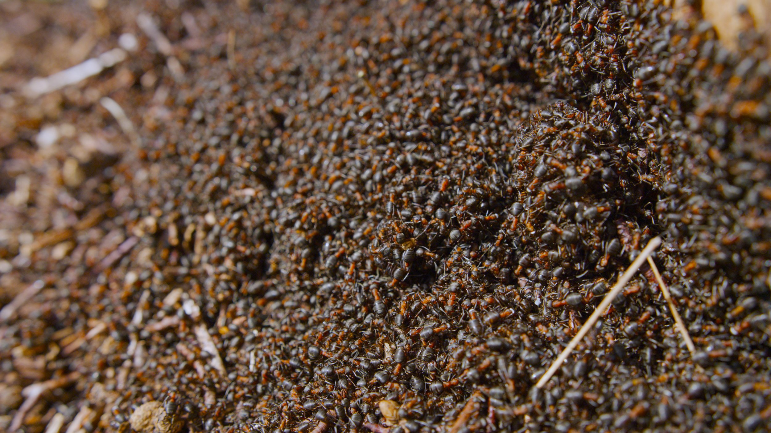 Wild Isles: Silverback | Wood Ants