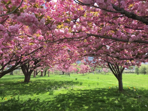 My most favorite trees captured from my former colleague and dear friend Sonia!