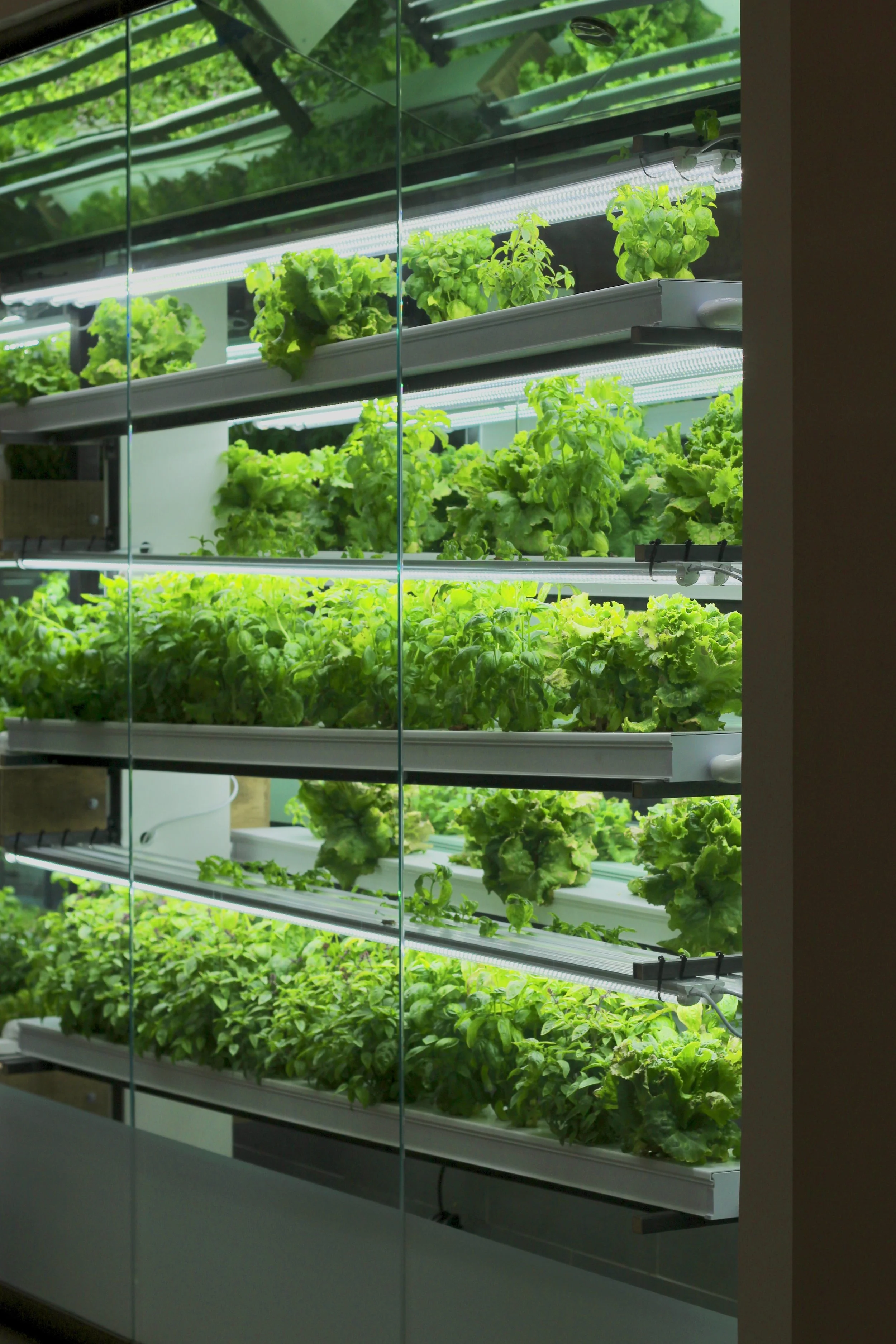 Installation for Project Farmhouse , a sustainability center and event space operated by GrowNYC . Collaboration with HortLED .