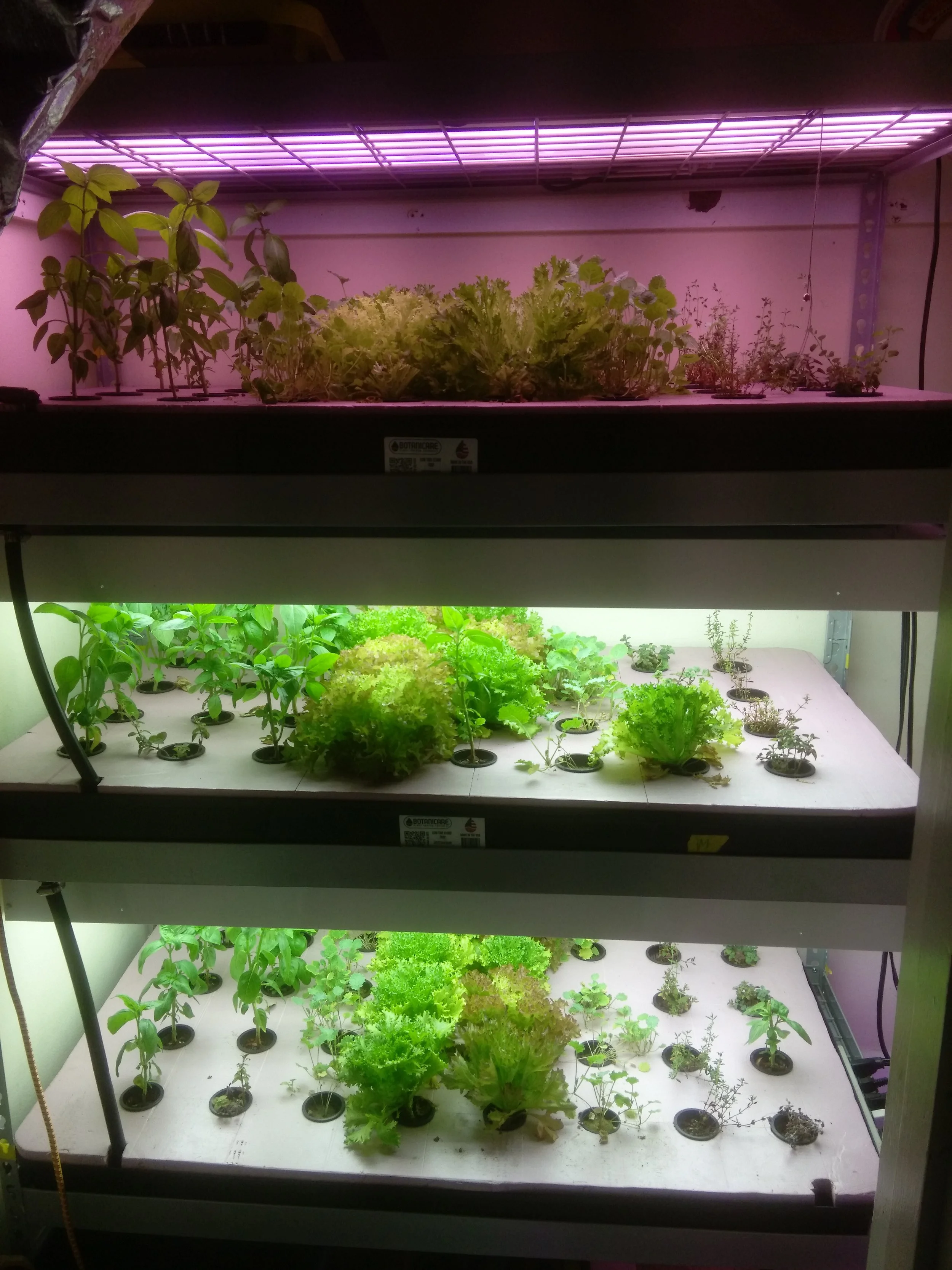Green Skies Vertical Farm in Oakland, 2017.