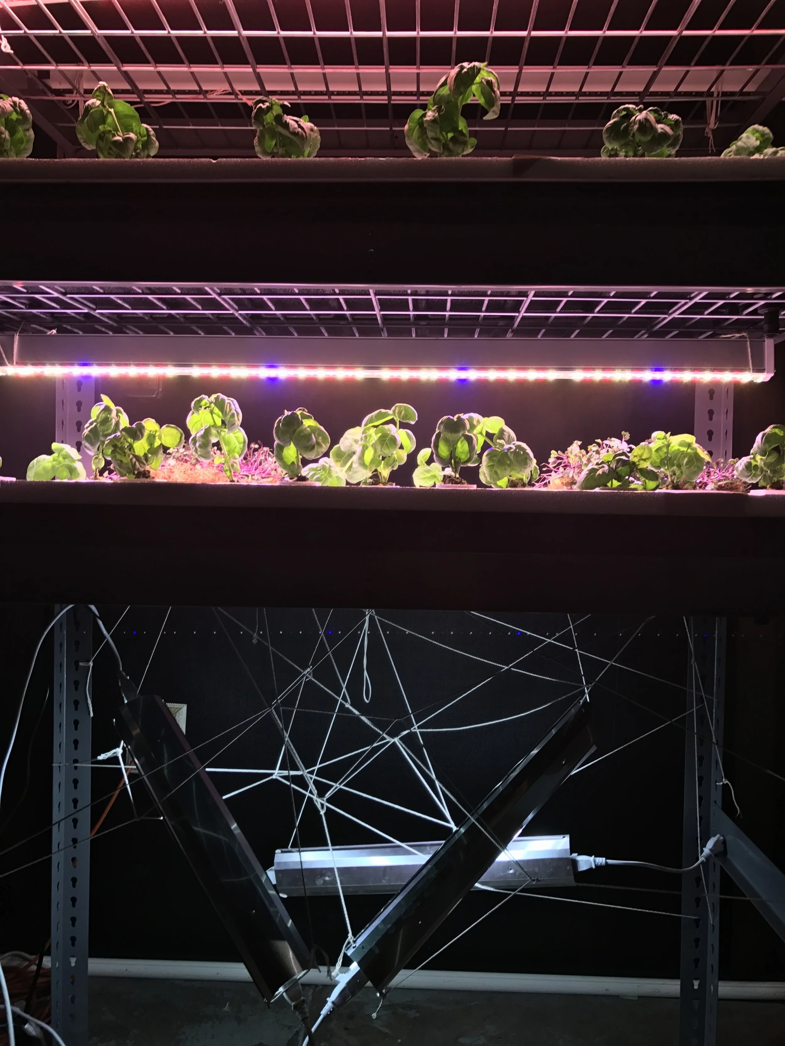 Creative installation for The Sonic Jungle 's opening night event, 2017.