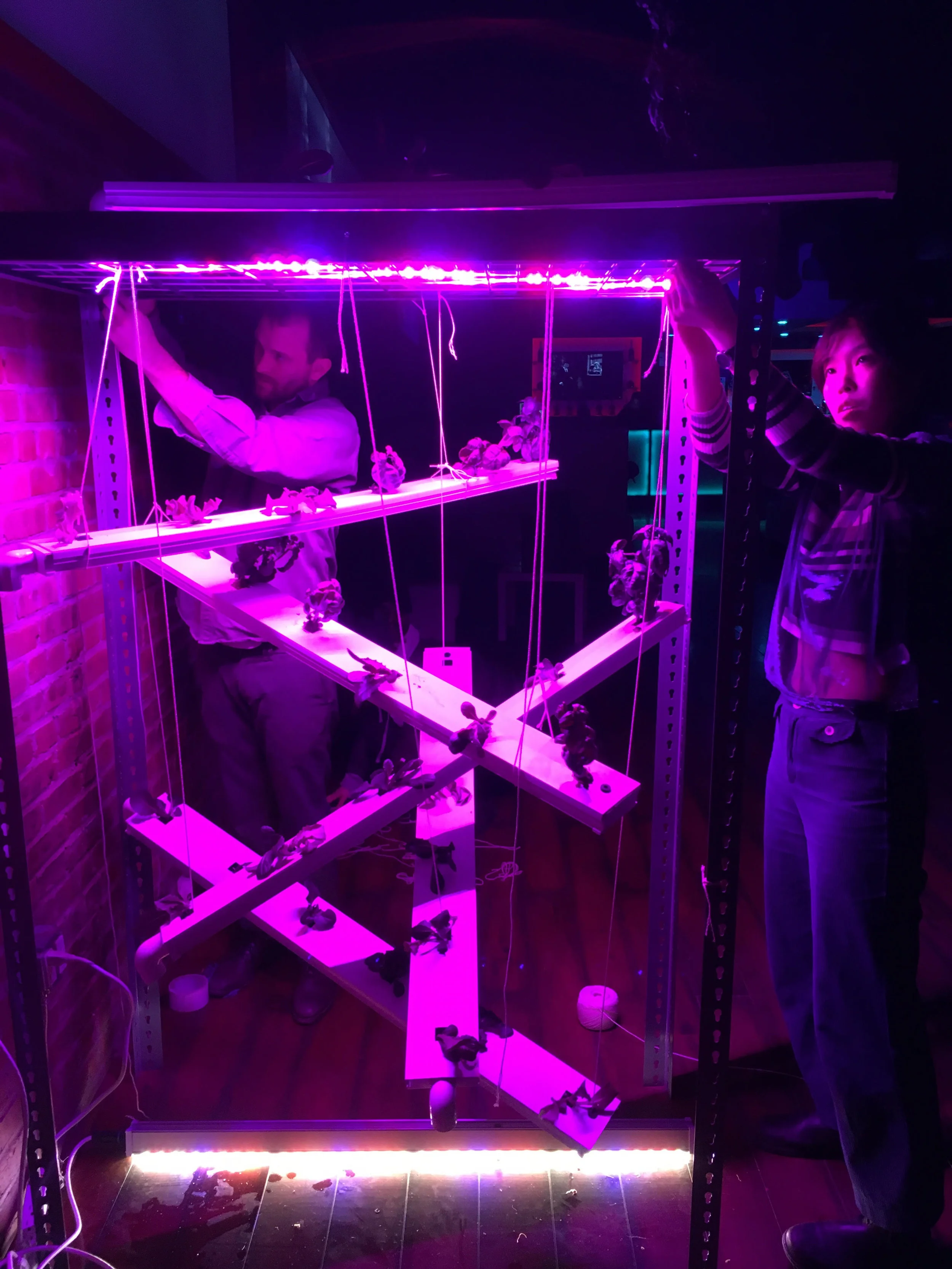 Creative installation for The Sonic Jungle 's Spring Salutations event, 2017.