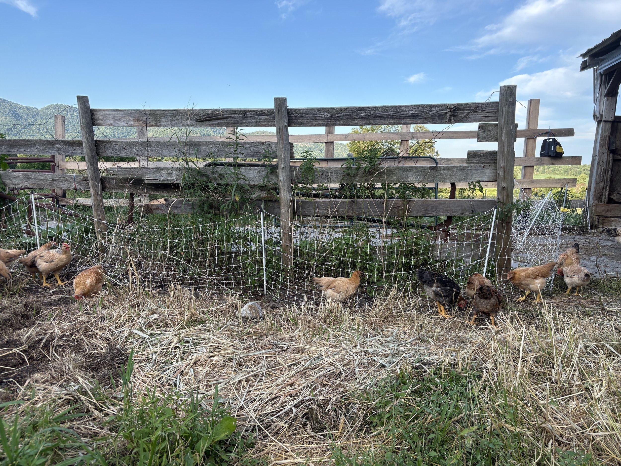 Chickens.jpeg