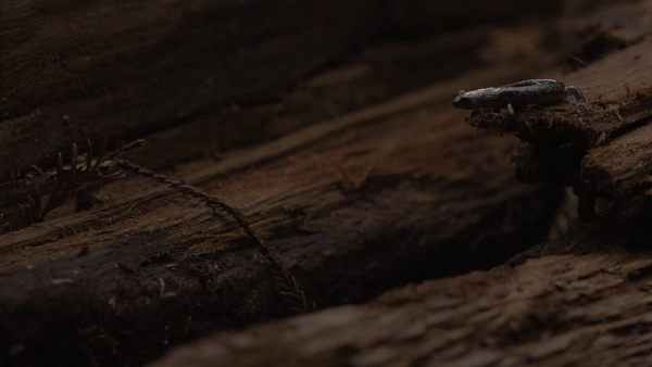 GIF of a salamander jumping from a ledge