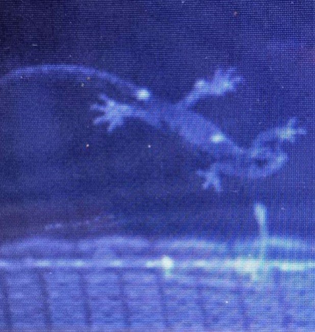 Outline of a salamander in a wind tunnel as seen with tracking software
