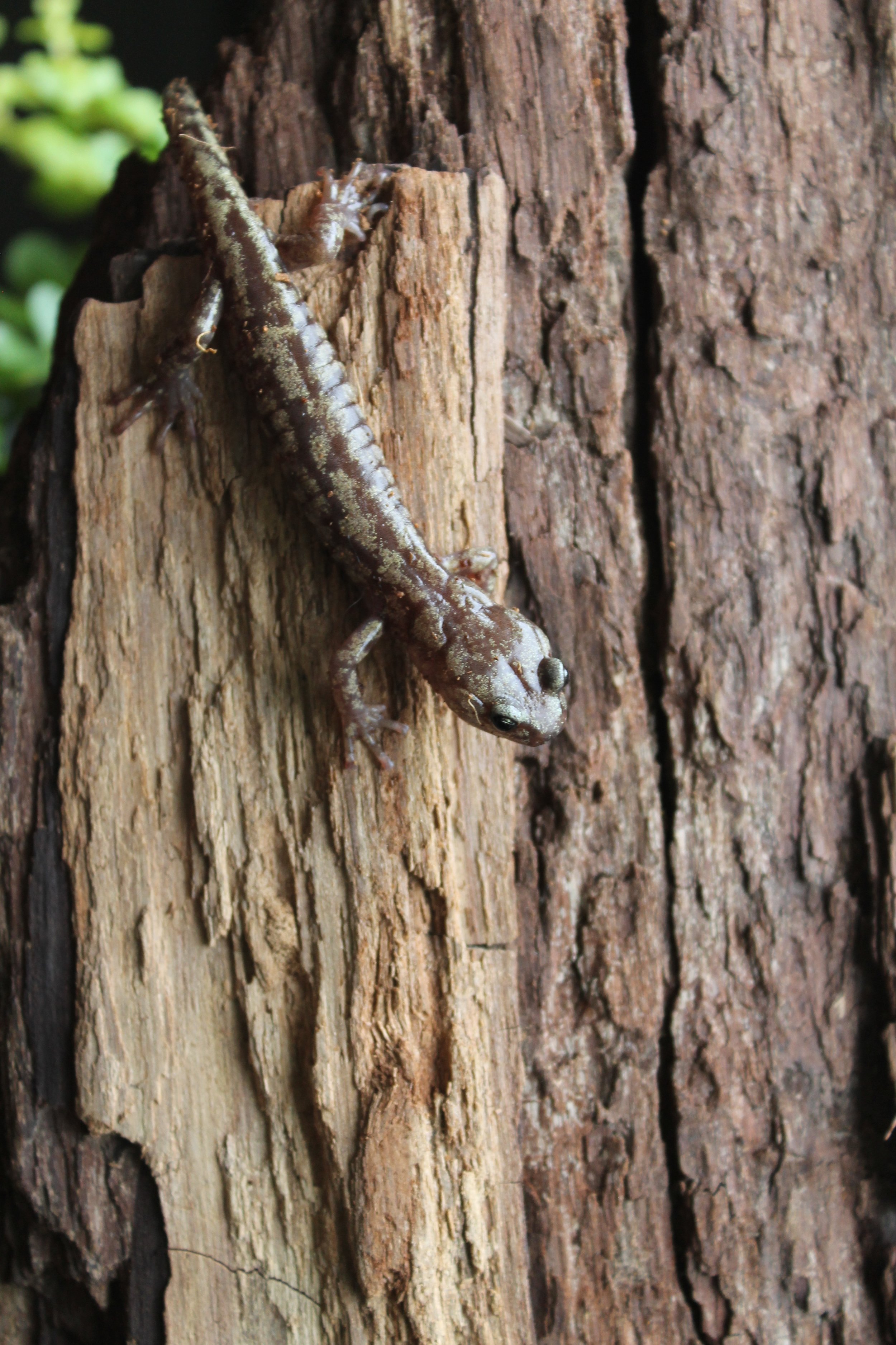 Salamander vertical, face down on a tree trunk