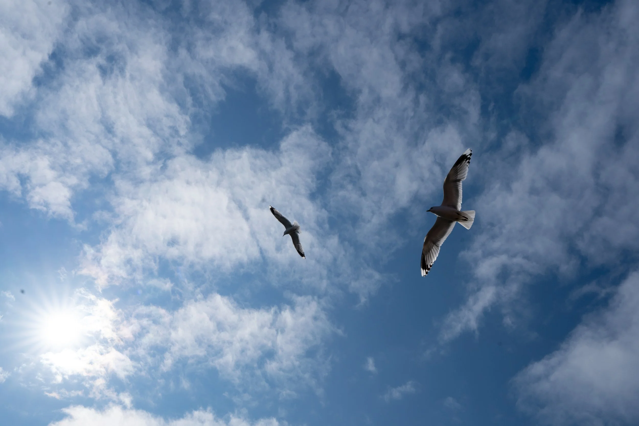 Seagulls of the North