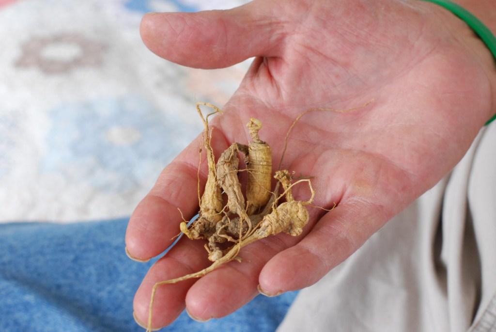 ginseng.jpg