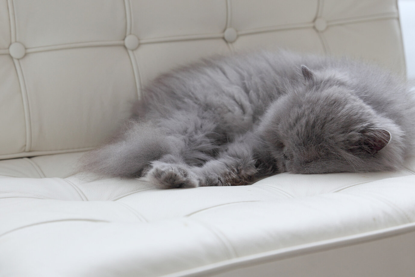 Sleeping_cat_crop.JPG