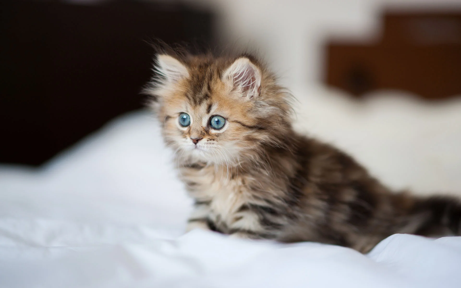 kittens-3-animals-34865316-1920-1200.jpg