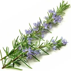 rosemary.jpg