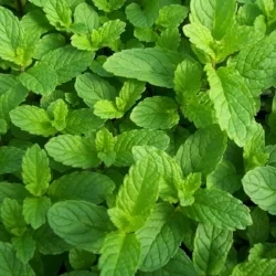 mint.jpg