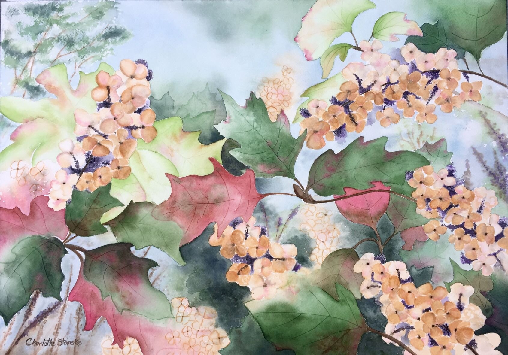 Autumn Hydrangea 2