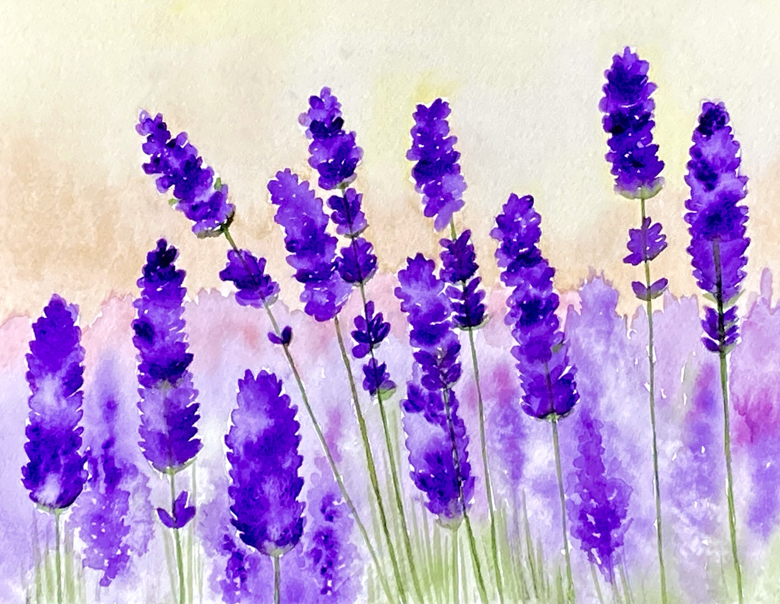 California Lavender