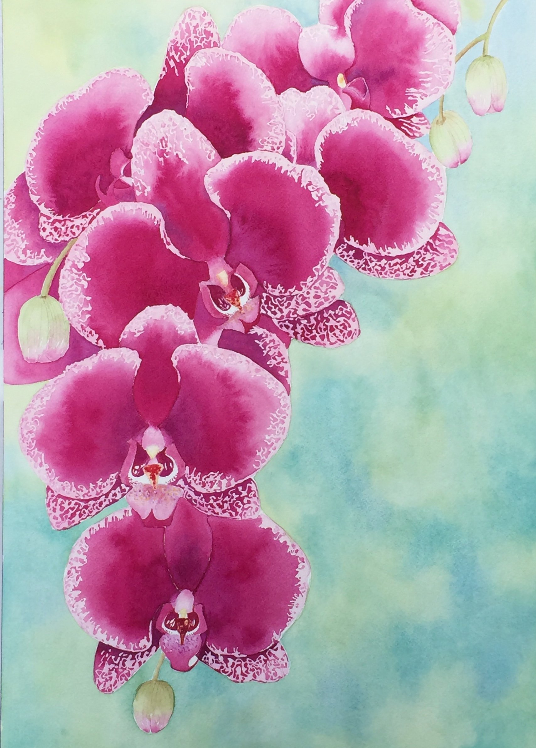 Orchids No1.jpeg