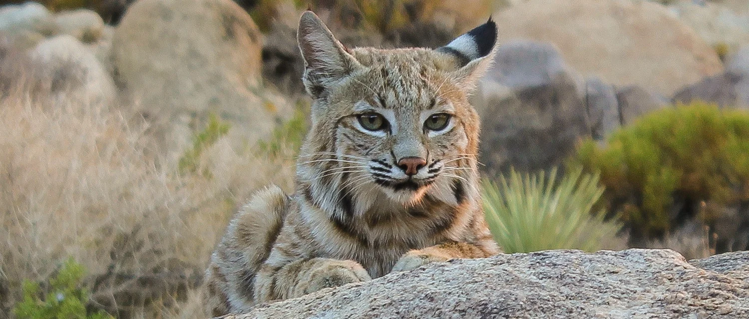 Photo courtesy of Annica Kreuter | Bobcat is resting near Joshua Tree National Park