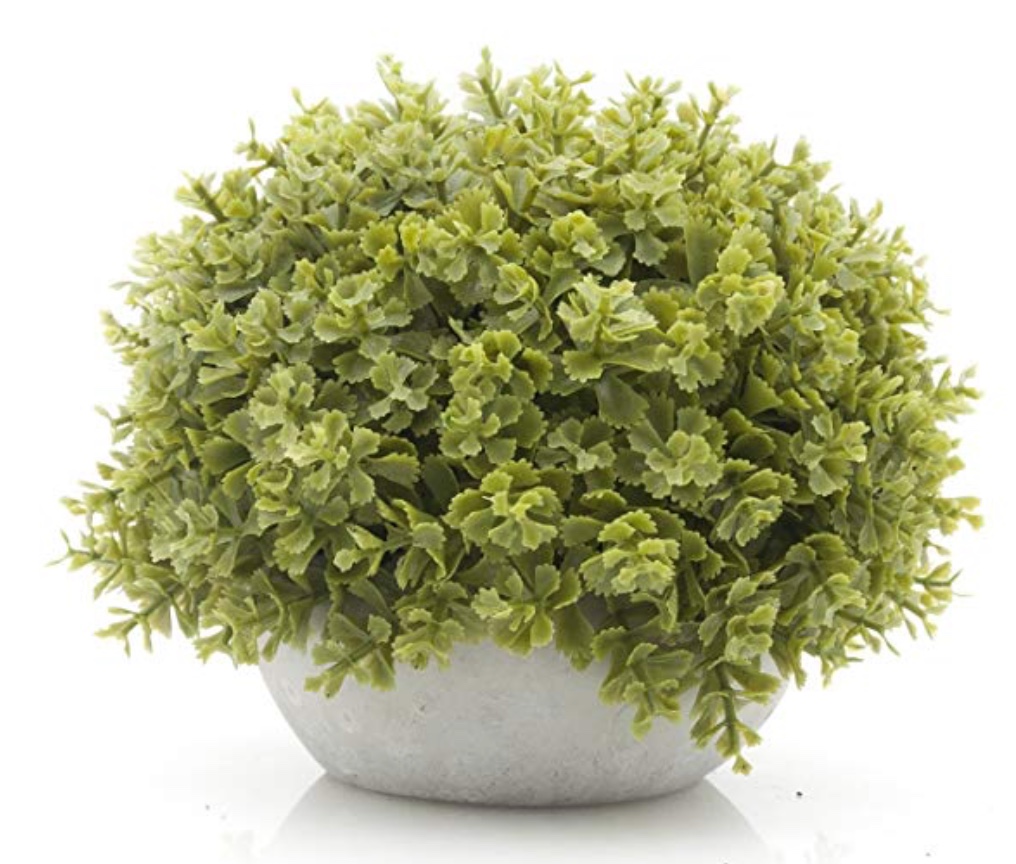 plant.jpeg