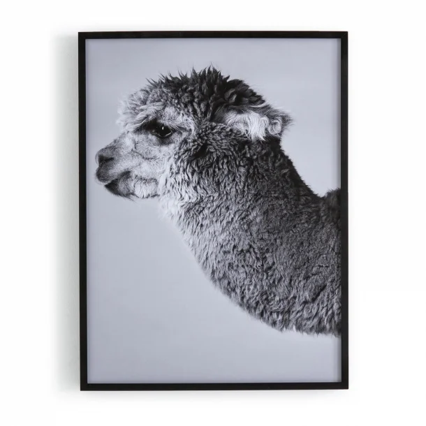 llama.jpg