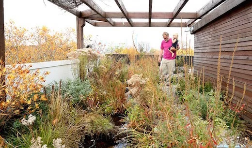 Green roof with koi pond atop the Eco Brooklyn Showhouse