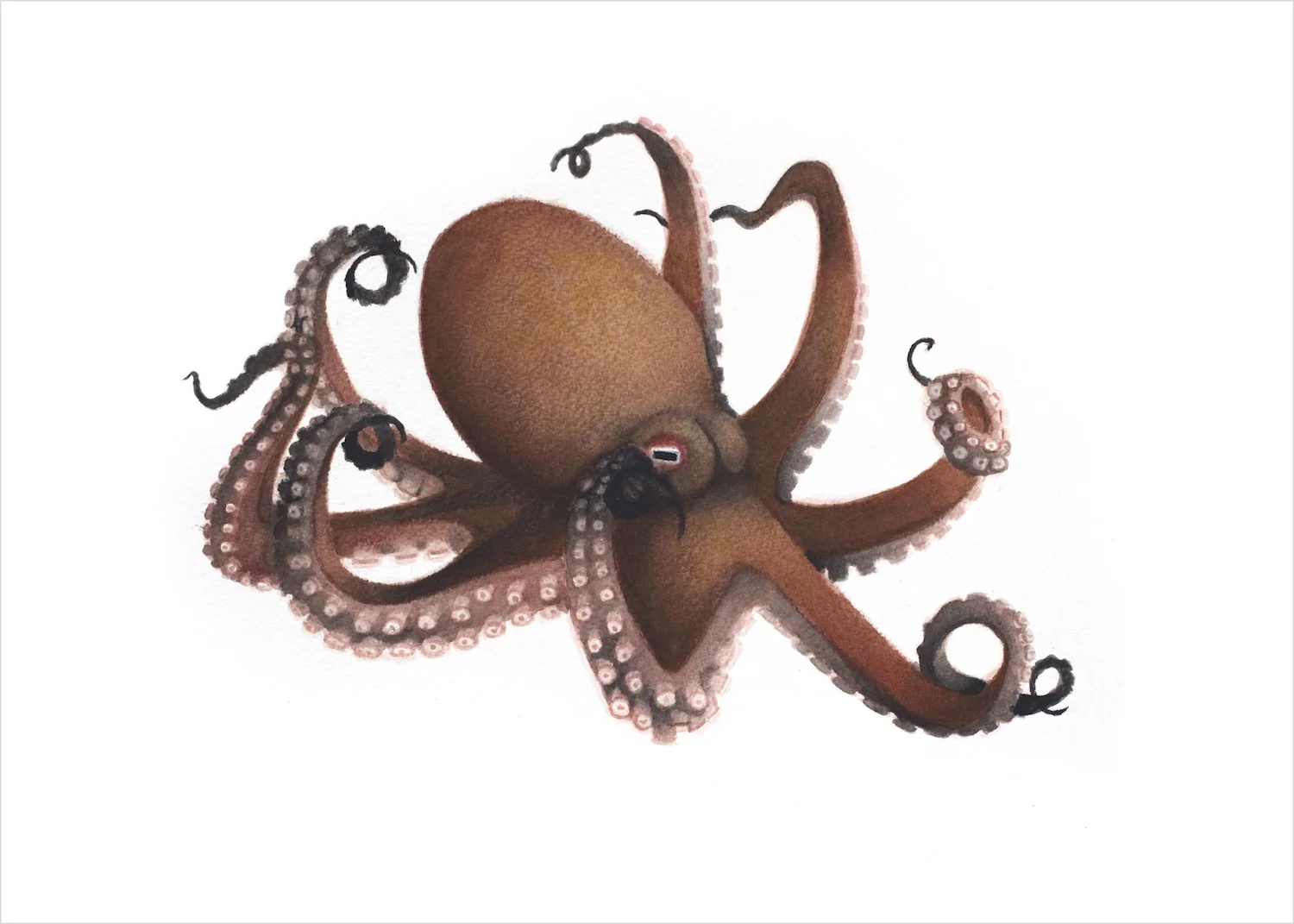 BC_octopus_RGB2_5x7.jpg