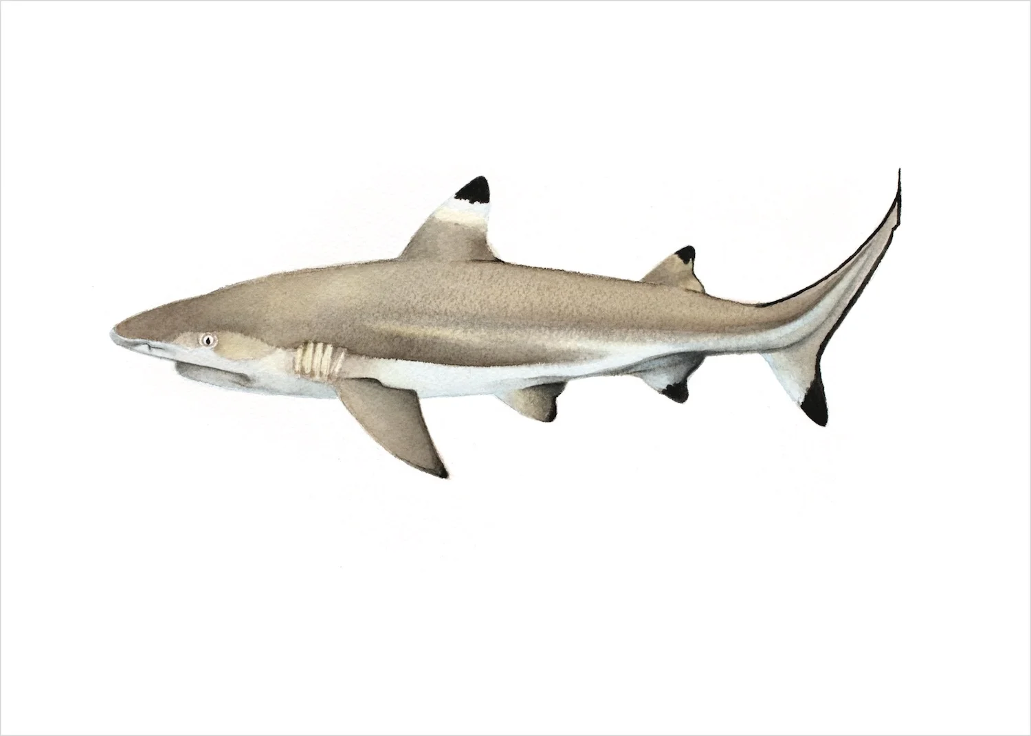 BC_shark_RGB2_5x7.jpg