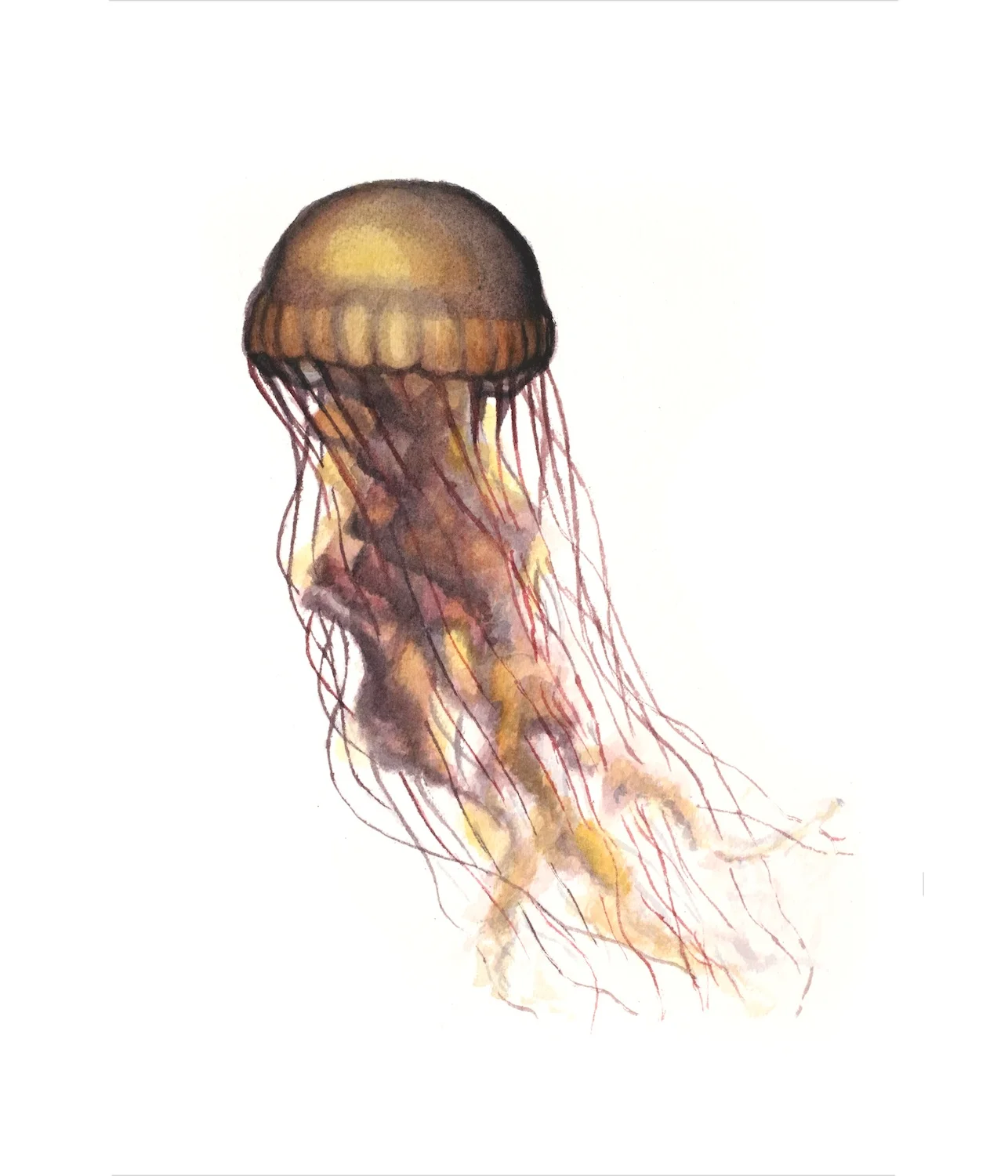 BC_jelly_RGB3_EDIT.jpg