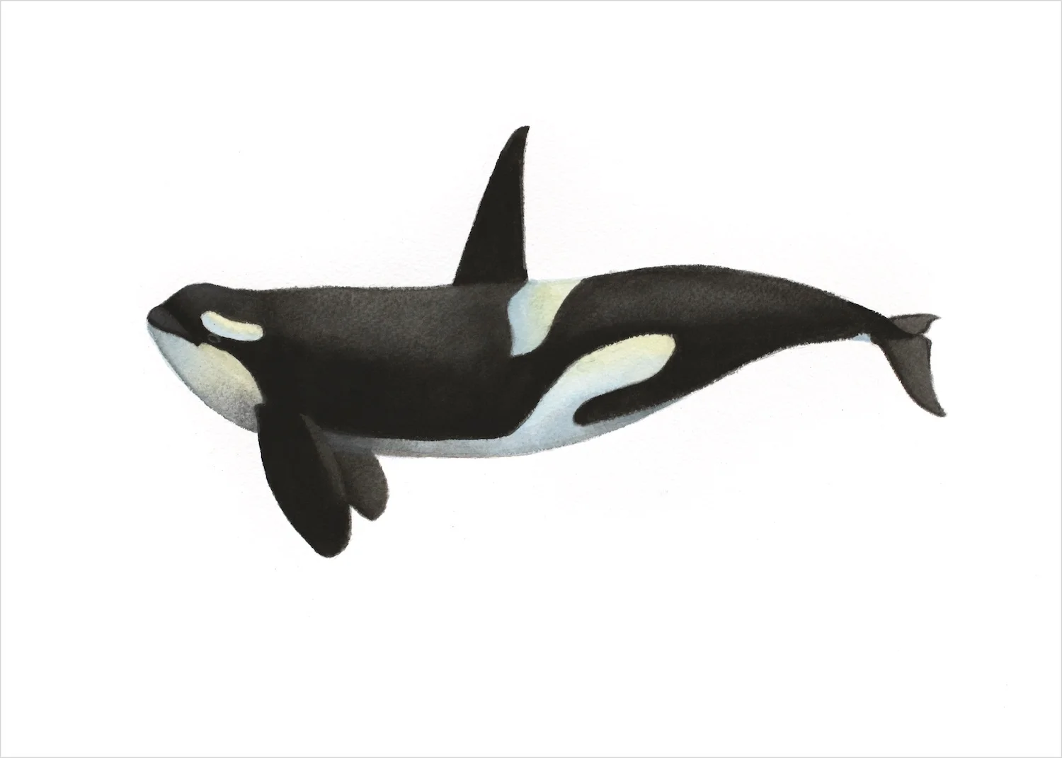 BC_orca_RGB2_5x7.jpg