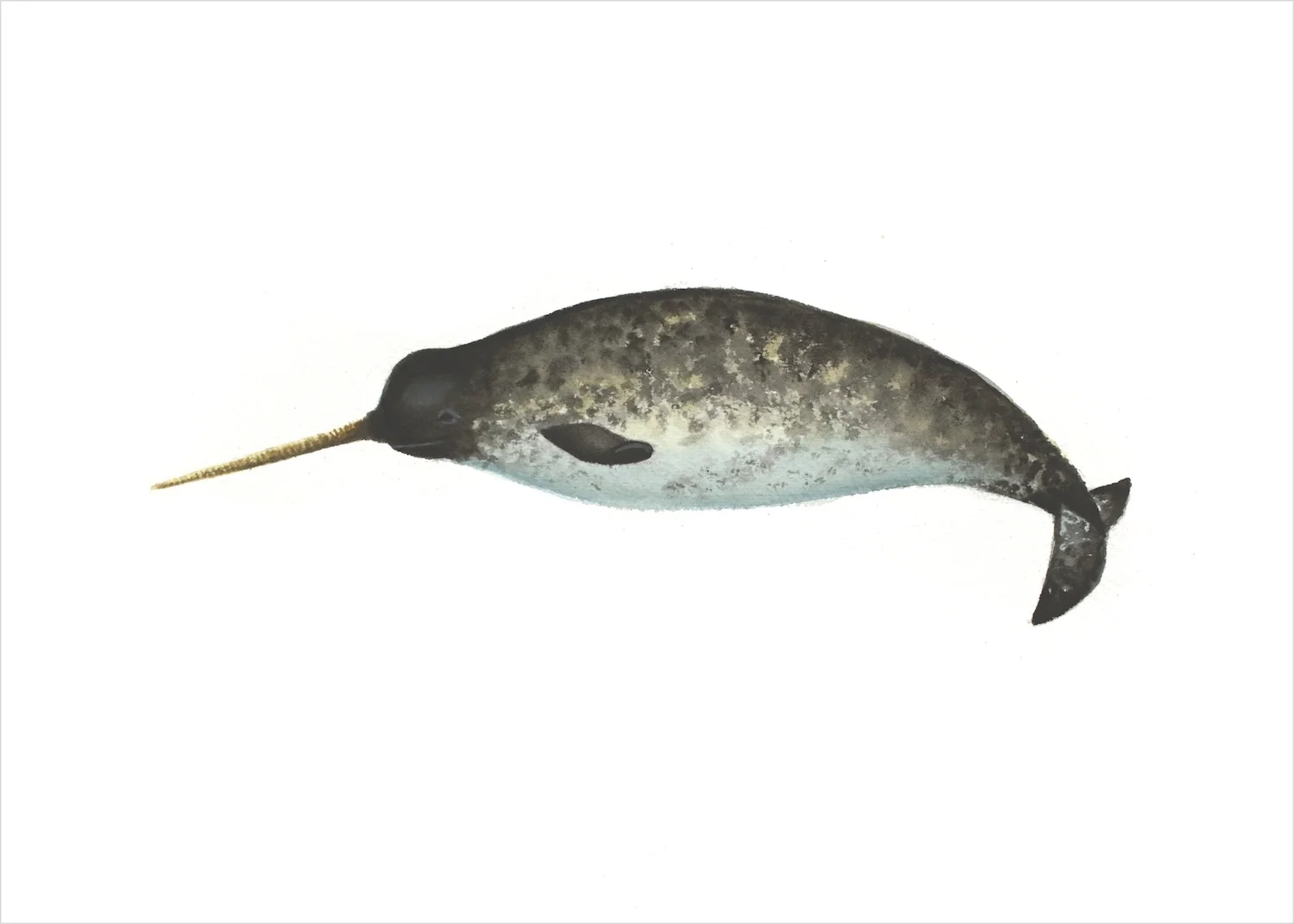 BC_narwhal_RGB2_5x7.jpg