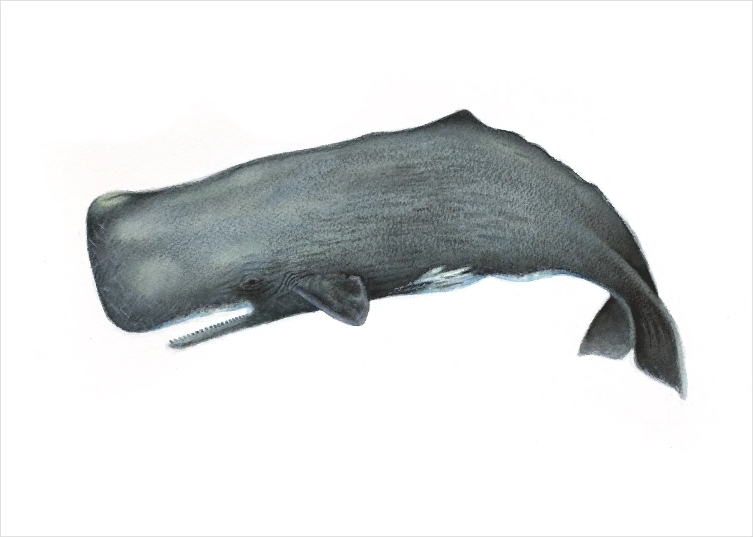 BC_spermwhale_RGB2_5x7.jpg