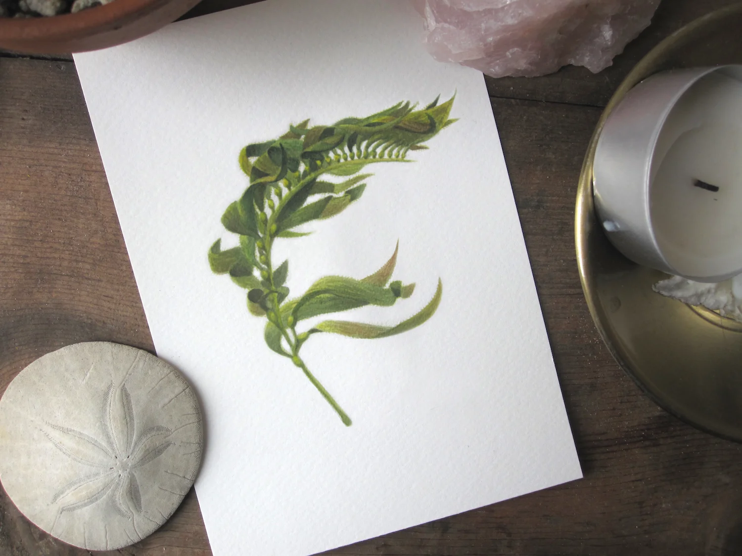 Kelp 3.jpg