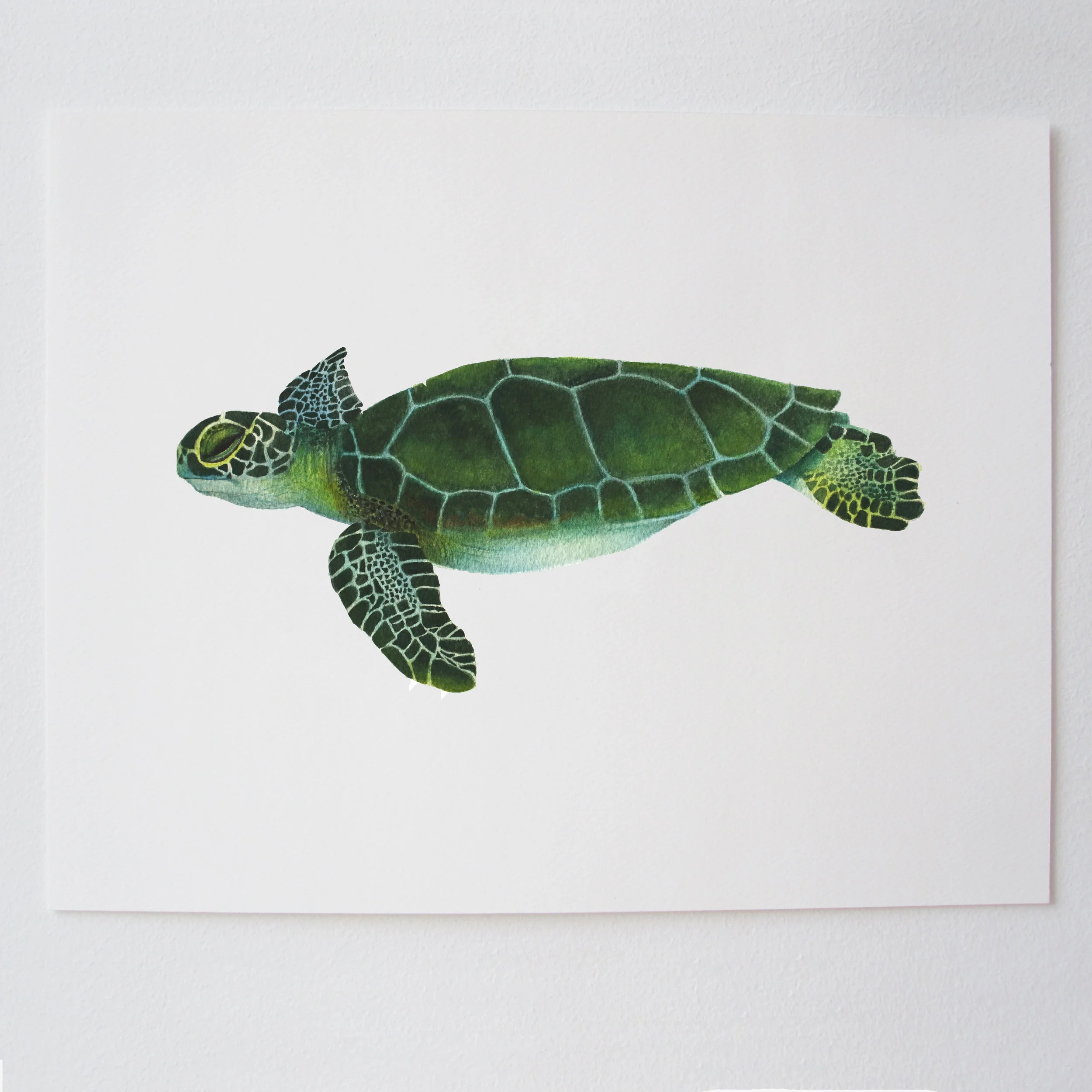 Turtle Wall.jpg
