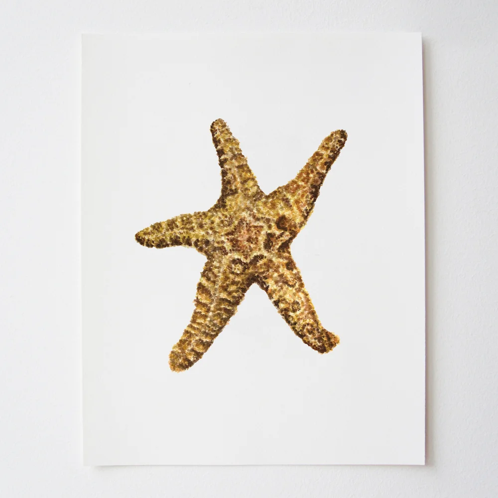 Starfish Wall.jpg
